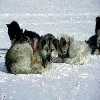 eskimos 07