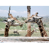 giraffes