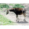 okapi