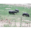 rhinos