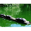 turtles