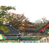 korea034