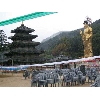 korea155