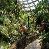 berlin-botanischer