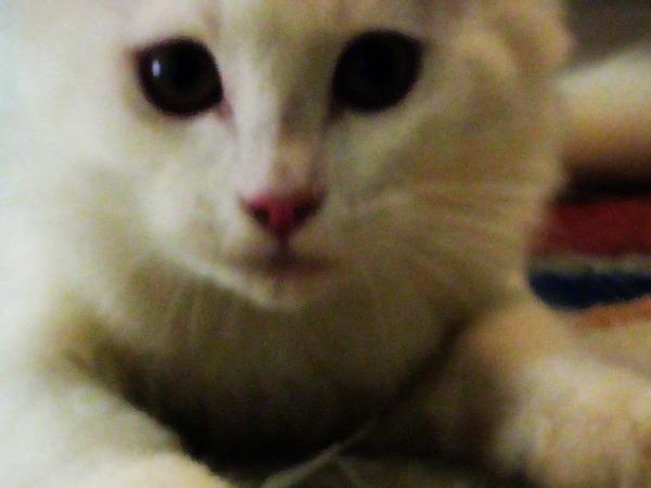 nova