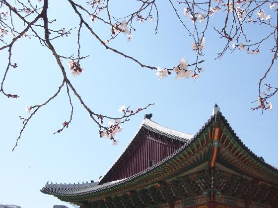 1456770 Seoul in Spring Deoksugung Seoul